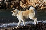 AKITA INU 255